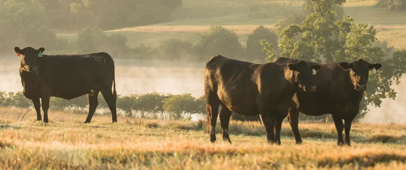 Cows In A Field Looking At Camera